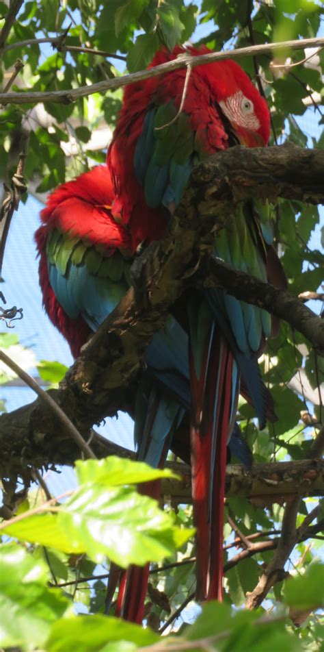 Green-Winged Macaws by Sabreleopard on DeviantArt