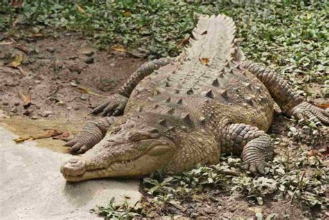 COCODRILO AMERICANO Crocodylus Acutus