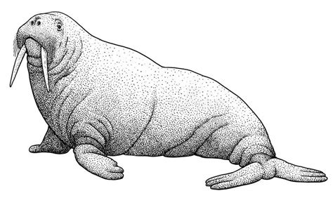 Walrus Illustration Drawing Engraving Ink Line Art Vector Stock