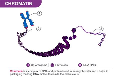 Understanding the Nucleosome Model: Structure, Significance and FAQs