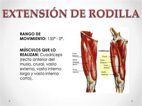 Encantador Pedir Disculpas Tubo Respirador Flexion Y Extension De