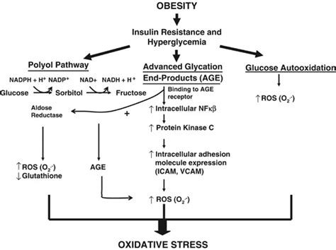 Hyperglycemia Induced Pathways Of Oxidative Stress In Obesity