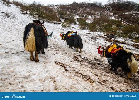 Yak Decorated In Dress And Bells Near Tsomgo Lake On Top Of Snowy