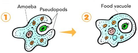 Nutrition In Amoeba Diagram