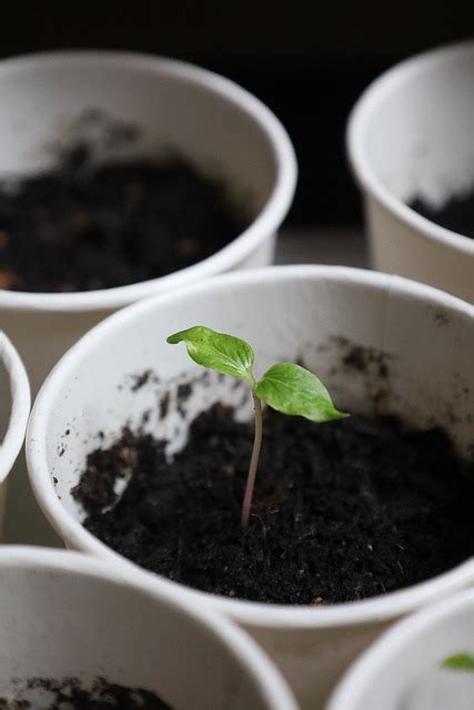 seedling nature growth  photo  pixabay