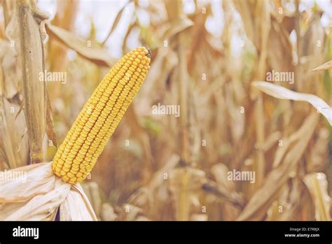 Ripe Maize On The Cob In Cultivated Agricultural Corn Field Ready For