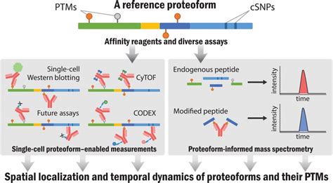 The Human Proteoform Project Consortium For Top Down Proteomics