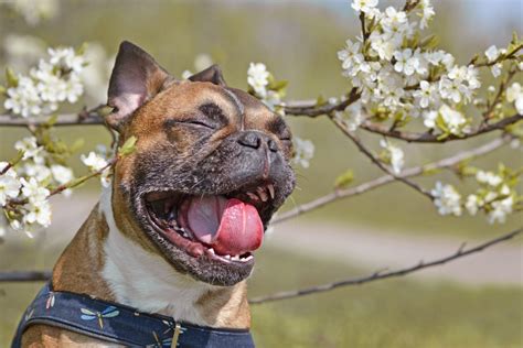 What Causes A Dog To Have A Sneezing Fit