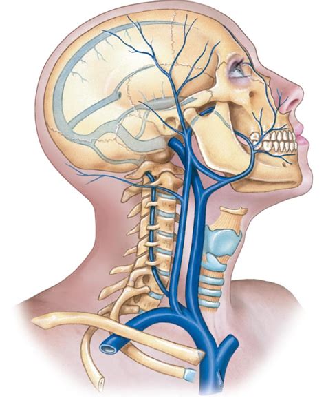Diagram Bloedvaten Hals Venen Quizlet