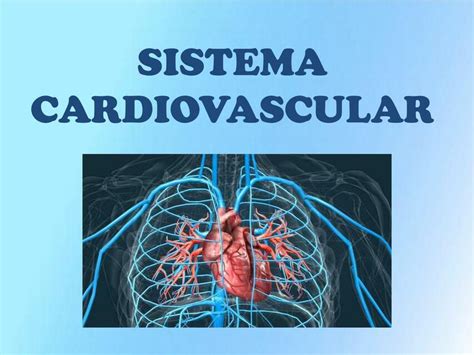 Sistema Cardiovascular Noelia Aguilar Udocz