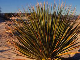 Abiotic and Biotic Factors - Desert