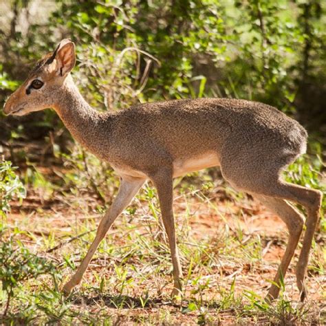 Adult Male Günthers Dik Dik Madoqua Guentheri Guentheri Mount