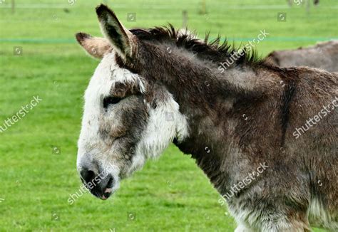 Donkeys Island Farm Sanctuary Look Forlorn Editorial Stock Photo ...