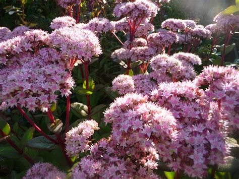 Очиток матрона фото