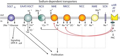 Frontiers Sodium Transporters In Human Health And Disease