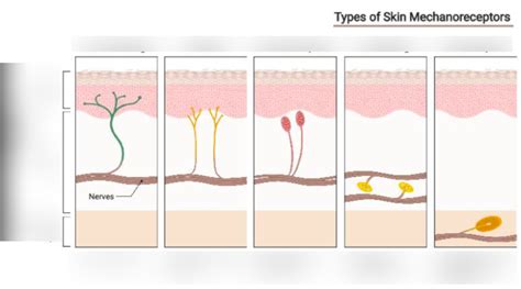 Skin mechanoreceptors types Diagram | Quizlet