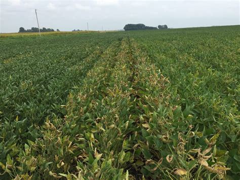 The Problem Of White Mold SDS In Soybeans Heads Up Plant Protectant