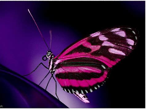 Animated Butterfly Wallpaper - WallpaperSafari