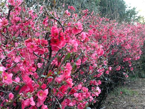 Flowering Quince Plant in Full Bloom
