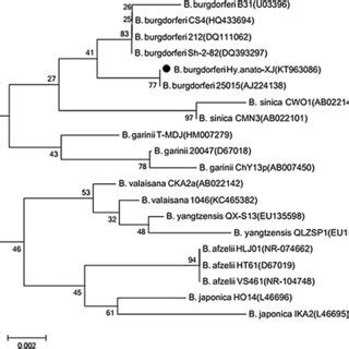 Constructed Phylogenetic Tree Based On Partial S Rrna Gene Sequences