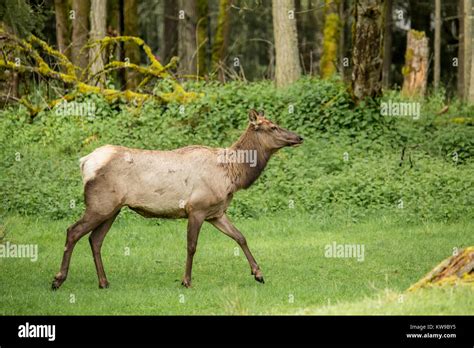 Roosevelt Elk Washington High Resolution Stock Photography And Images