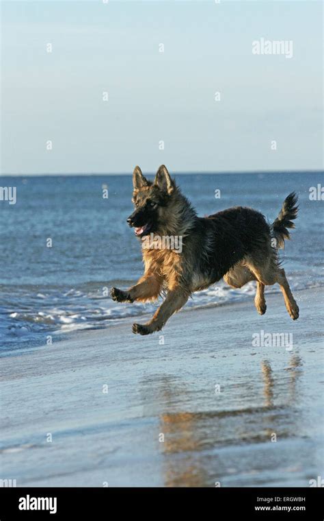 running German Shepherd Stock Photo - Alamy