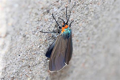 Virginia Ctenuchid Moth Ctenucha Virginica Flickr