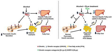 Biomolecules Free Full Text Inhibition Of Ghrelin Activity By