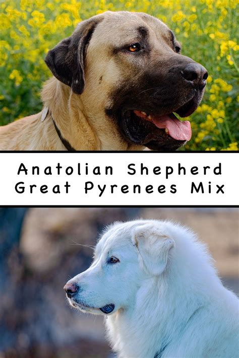 Anatolian shepherd great pyrenees mix – Artofit