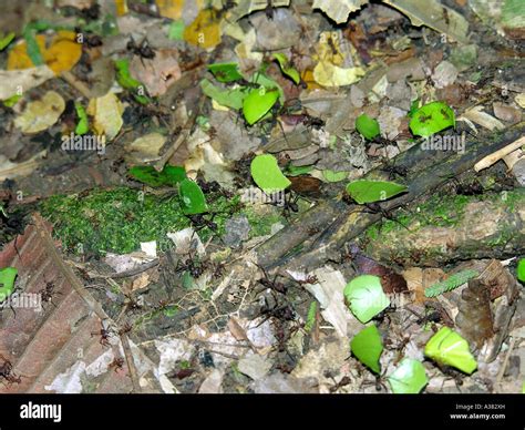 Amazon Rainforest Ecuador Stock Photo - Alamy