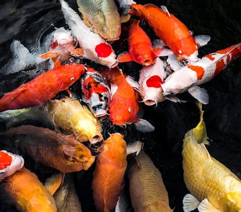 Premium Photo Top View Colorful Koi Fishes