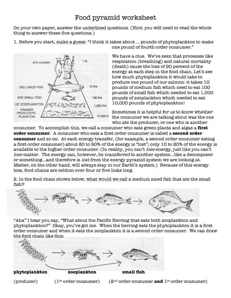 Food Chain Food Web Energy Pyramid Worksheet