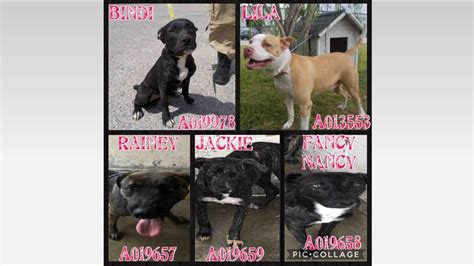 33 dogs at Fort Bend animal shelter are in urgent need of adoption ...