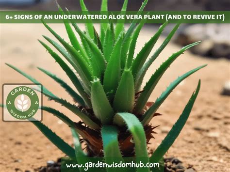 6 Signs Of An Underwatered Aloe Vera Plant And To Revive It Garden