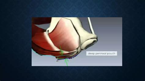 Anatomia De Piso Pelvico Musculo Elevador Del Ano Ppt