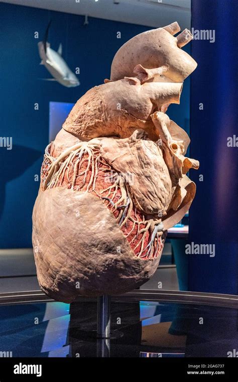 Model of the heart of a Blue Whale on display at the Royal Ontario ...