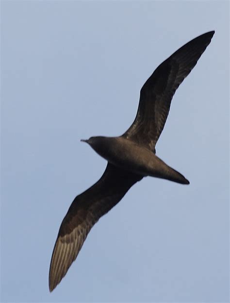 Henderson Petrel Pterodroma Atrata Photo Call And Song