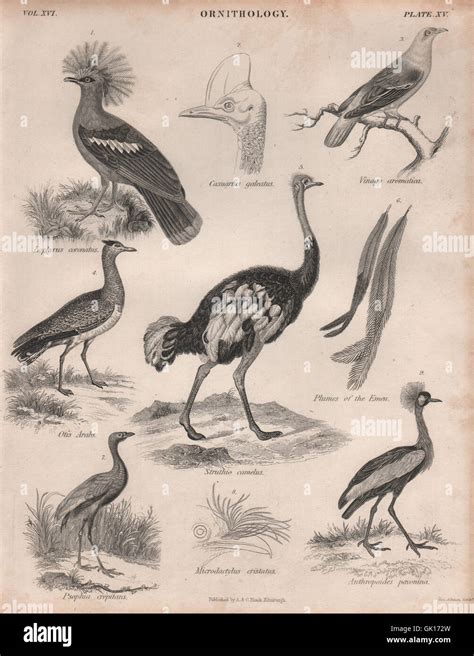 Arabian ostrich antique hi-res stock photography and images - Alamy