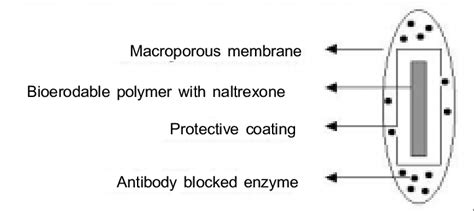 Schematic Representation Of Triggered Drug Delivery System Naltrexone