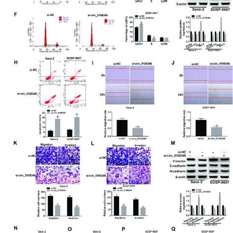 Circ Knockdown Inhibited Os Cell Proliferation Metastasis And