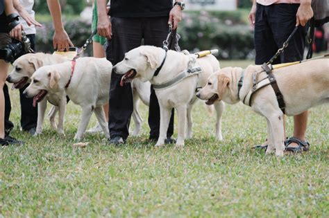 Guide Dogs Singapore: Charity For The Blind & Visually Impaired