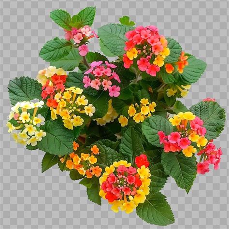 Premium Psd Lantana Camara With Mounding Form And Have Multi Colored