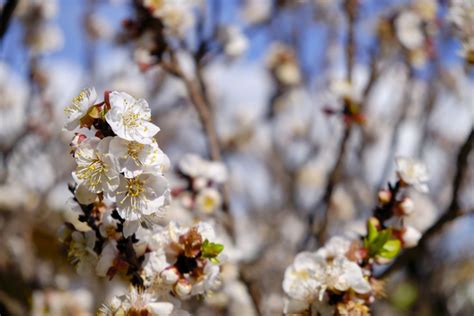 Apricot Tree Care: How To Grow And Harvest Apricots