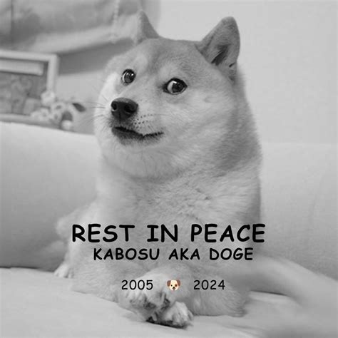 Japanese Shiba Inu of 'doge' meme fame dies at age 18