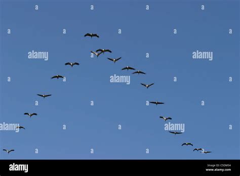 Flying birds formation hi-res stock photography and images - Alamy