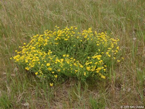 Lotus corniculatus (Birds-foot Trefoil): Minnesota Wildflowers