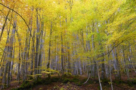 Forest and Leaves in Autumnal Colors. Stock Photo - Image of archetypal, fall: 51230582