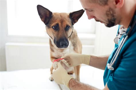 How to Clean a Dog Wound | Great Pet Care