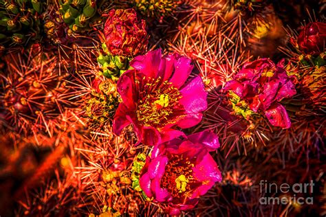 Western Floral Photograph By Nicholas Tancredi Fine Art America