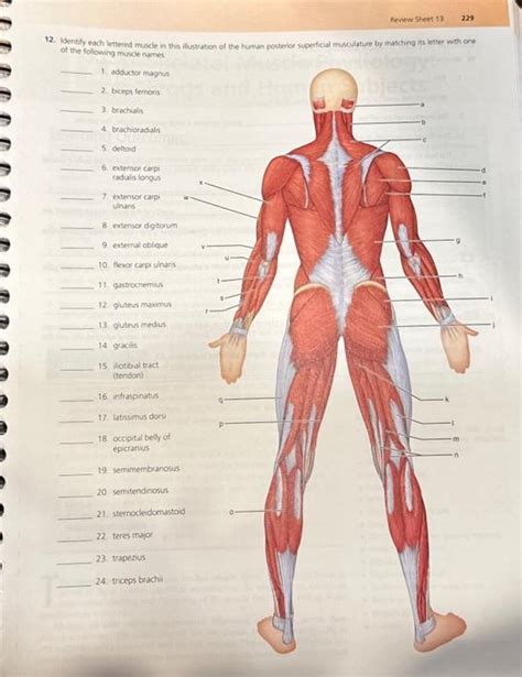 Solved 12 Identify Each Lettered Muscle In Thin Ilustration Chegg